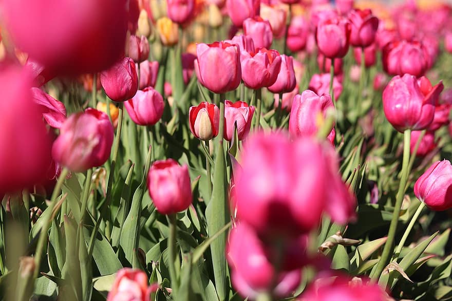 Tulpen, Blumen, Feld, Feld voller Blumen, Feld der Tulpen, pinke Blumen, rosafarbene Tulpen, blühen, Flora, Blumenzucht, Gartenbau