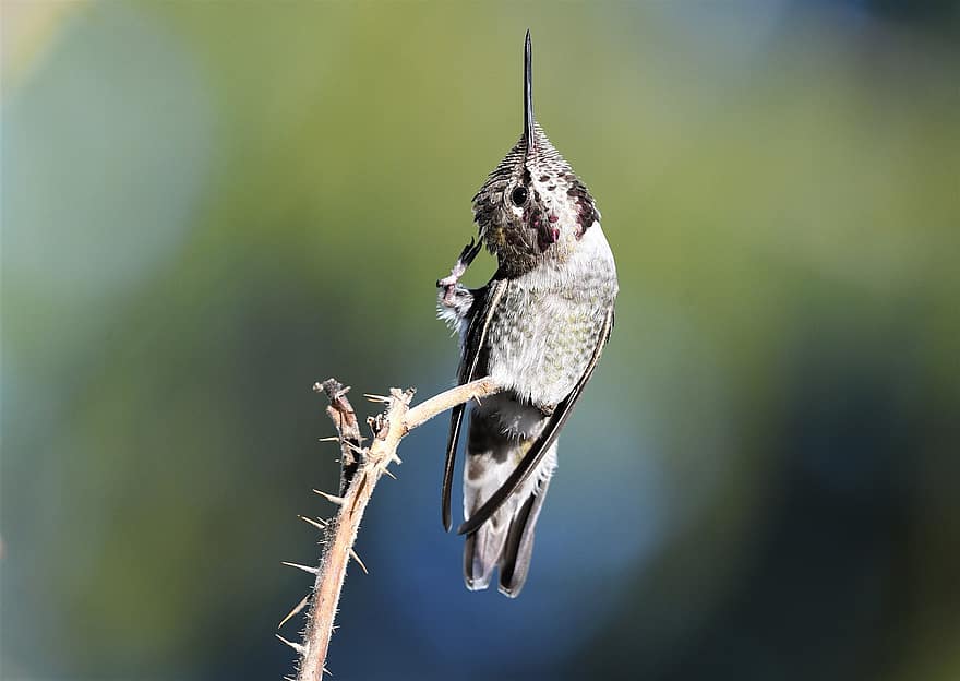 colibrí, ocell, animal, el colibrí de l'Anna, vida salvatge, posat, plomatge, bec, petit, branca, primer pla