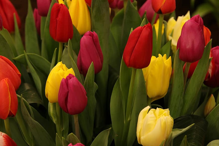 тюльпани, квіти, бутони, рослини, барвисті, цибулини, флора, весняні квіти, весна, природи