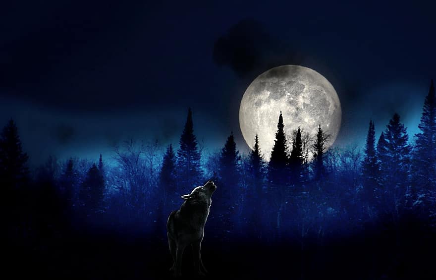 Hintergrund, Wald, dunkel, Mond, Wolf, Fantasie, Nacht-, Mondlicht, Baum, Blau, Silhouette