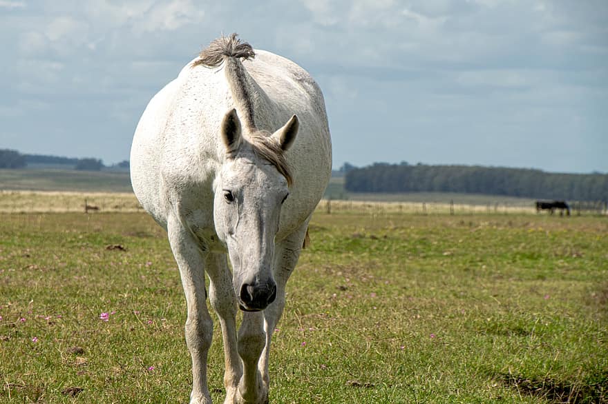 con ngựa, thú vật, ngựa, động vật có vú, người cưỡi ngựa, nông trại, động vật trang trại, sân trang trại, động vật hoang dã, nông thôn