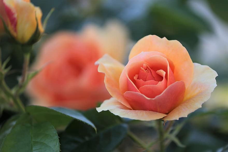 rosa arancione, rosa, fiore, rosa fiorita, petali, petali di rosa, fioritura, fiorire, pianta, flora, petalo