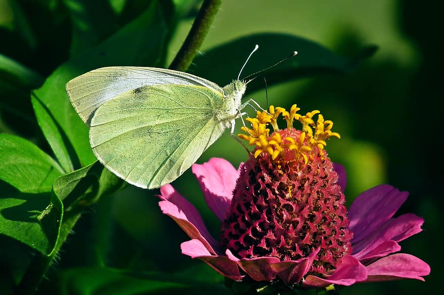 kupu-kupu, bielinek, serangga, bunga, zinnia, alam, sayap, penuh warna