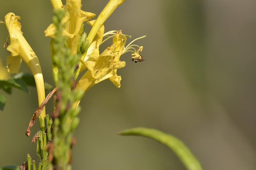 Bee, Insect, Yellow Flowers, Flowers, Garden, Africa, close-up, plant, leaf, yellow, green color