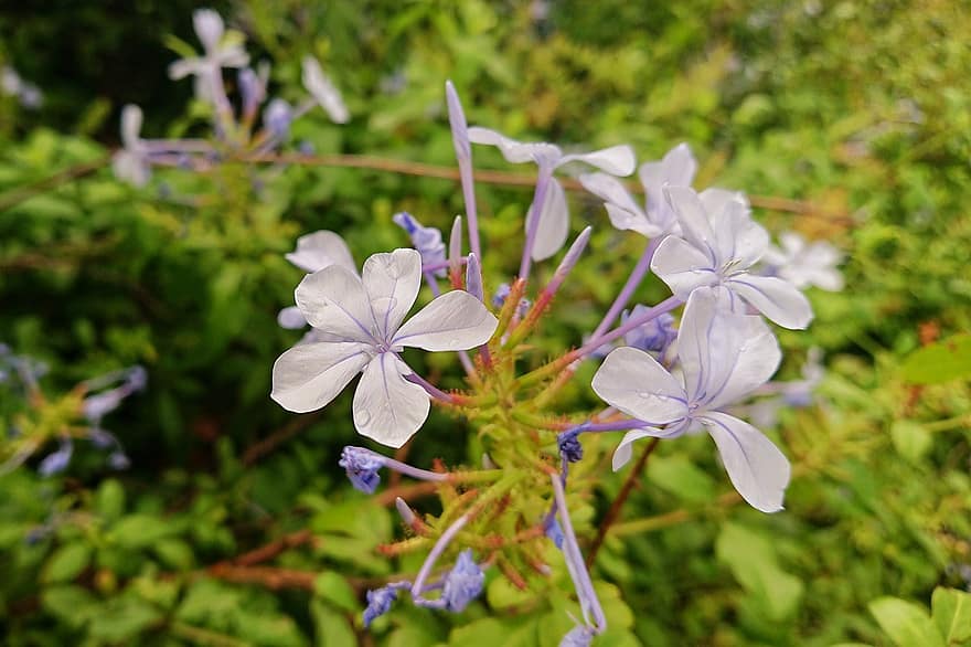 Cape Leadwort, Flowers, Plant, Purple Flowers, Buds, Petals, Dew, Dewdrops, Bloom, Nature