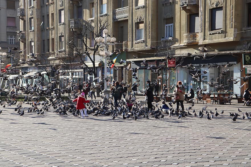 Birds, Pigeons, Kids, People, Victory Square, Feed, Tourists, Timisoara, Romania
