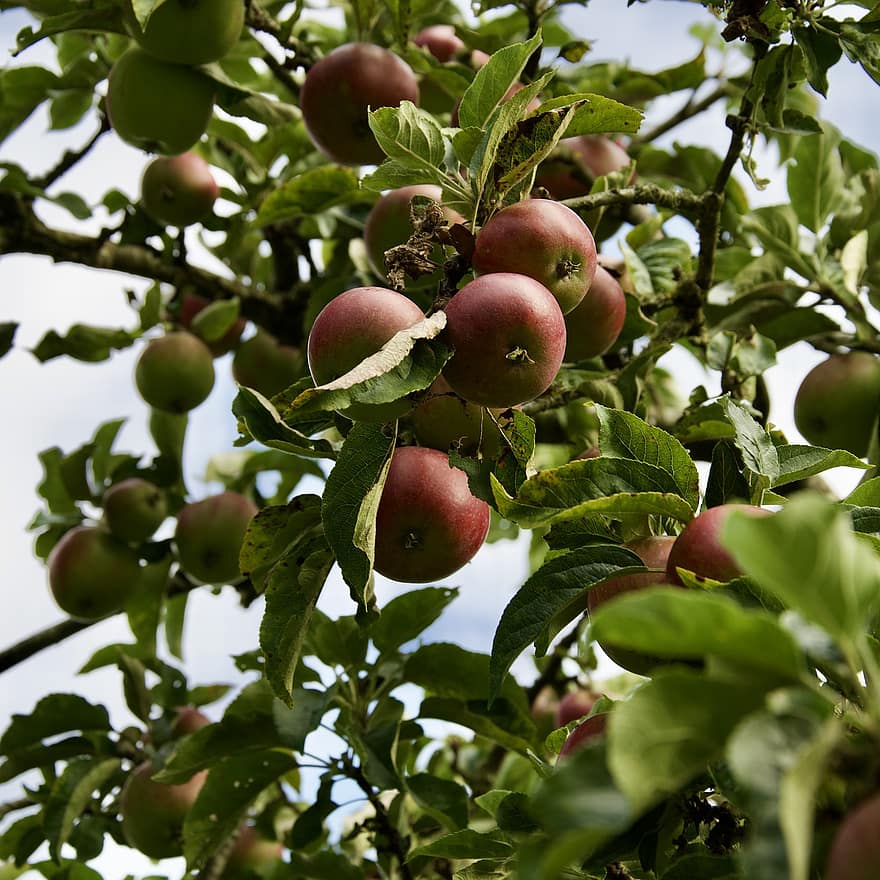 manzanas, frutas, comida, Fresco, sano, maduro, orgánico, dulce, Produce, cosecha