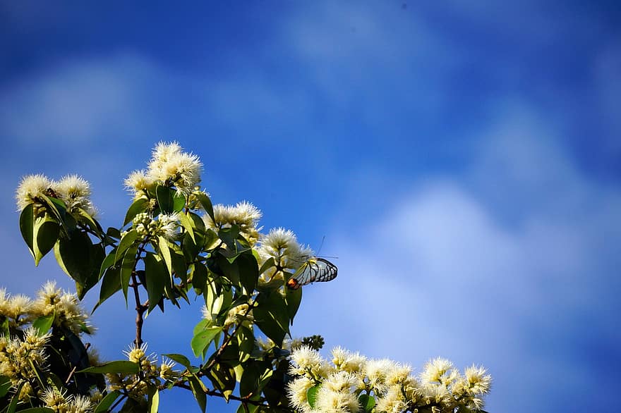 cielo, cielo blu, nube, farfalla, fiori, estate, fiore, pianta, avvicinamento, primavera, colore verde