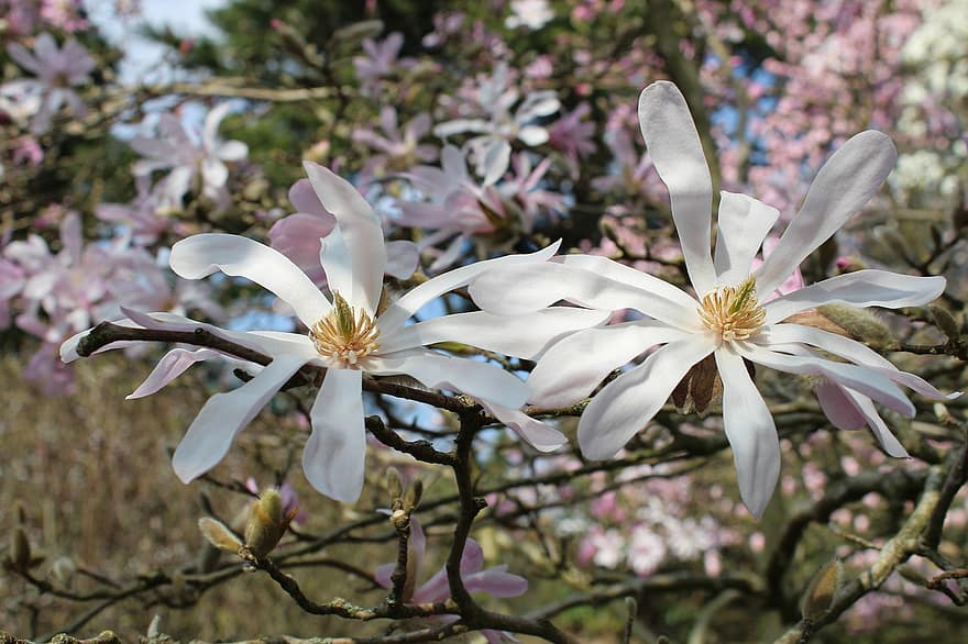 kwiaty, gwiazda magnolii, drzewo, krzak, ogród, wiosna, botanika, kwiat