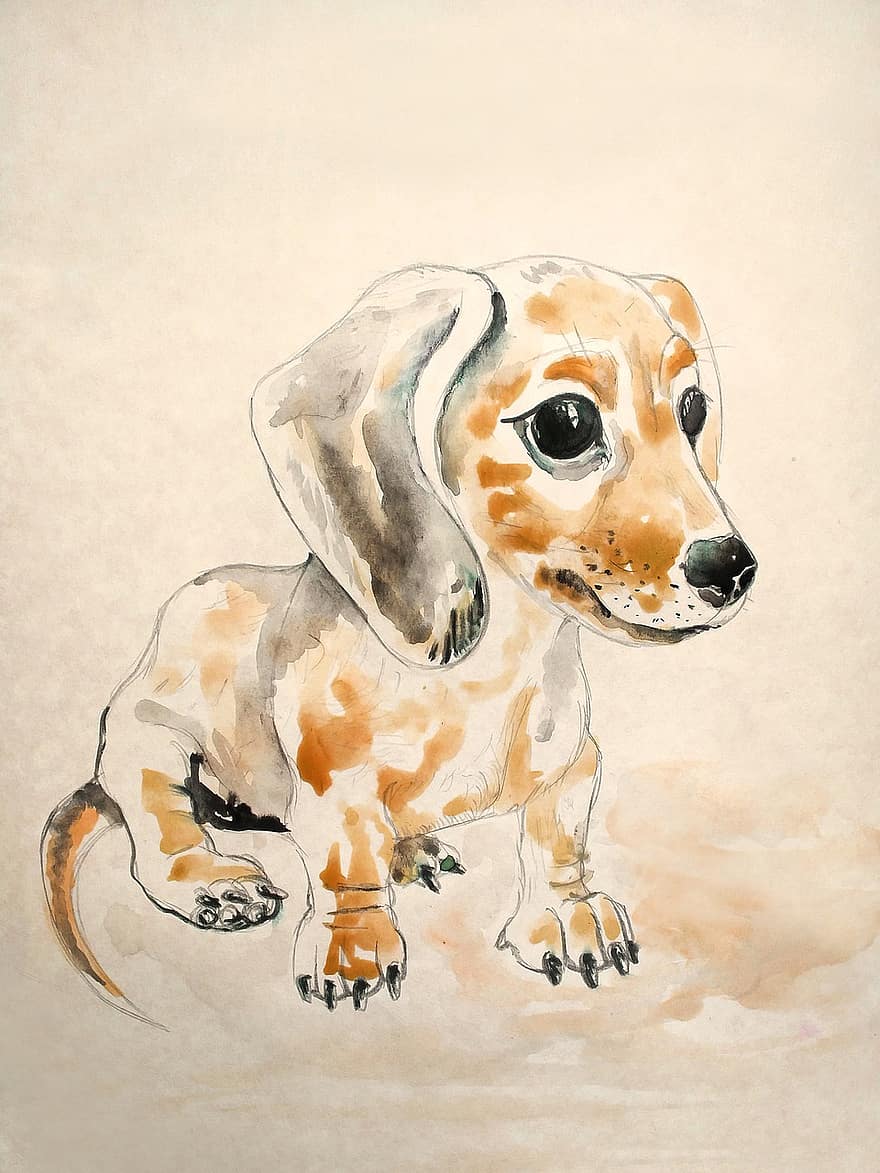 taksas, piešimas, portretas, šuo, naminis gyvūnas, akvarelė, eskizas, veislės šuo, medžioklinis šuo, kūdikis, draugas