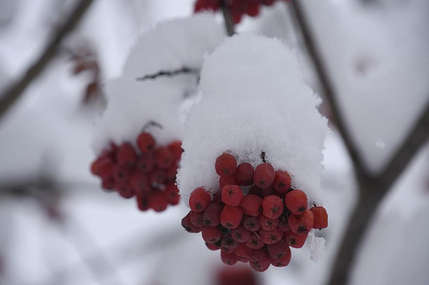 ягоды, снег, зима, фрукты