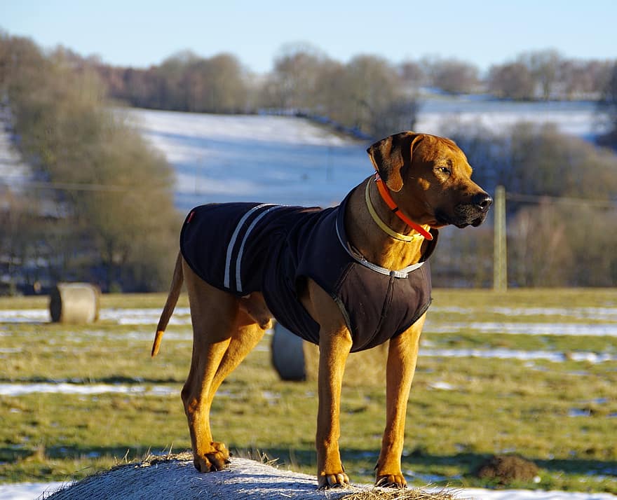 ローデシアン・リッジバック、犬、ペット、動物、国内の、犬歯、純血種の犬、可愛い、冬、家畜、子犬