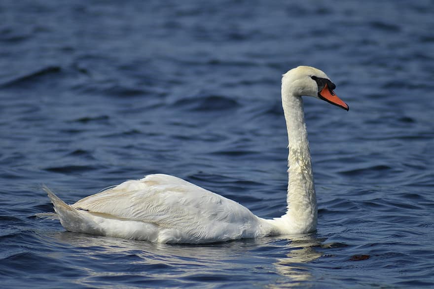Swan, Bird, Beak, Feathers, Plumage, Lake