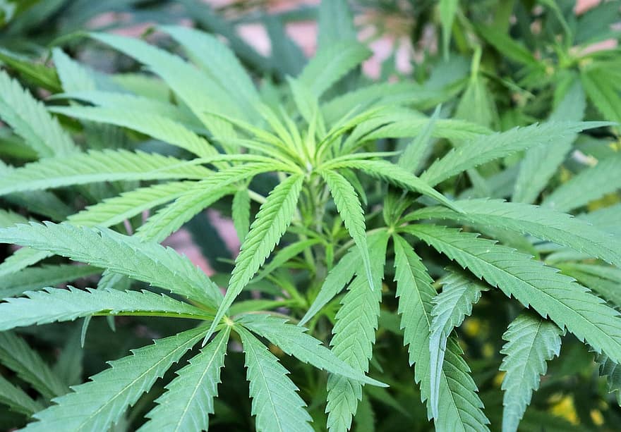 Cannabisstruik, marihuana bladeren, onkruid, verdovend middel, gebladerte, hennep, landbouw