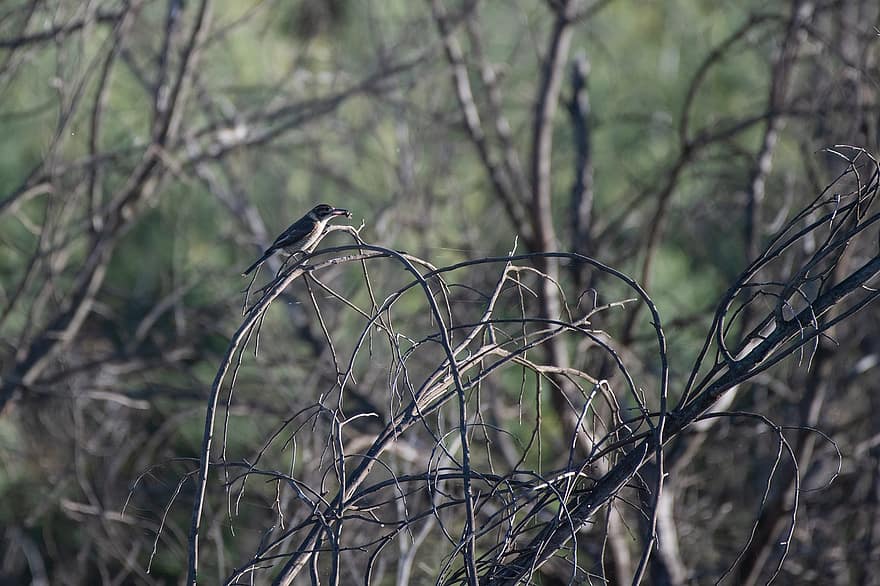 butcherbird abu-abu, burung, remaja, belum dewasa, margasatwa, liar, alam, australia, seorang Australia, hewan, bertengger