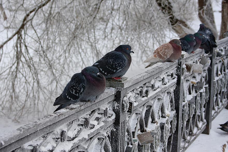 duiven, vogelstand, winter