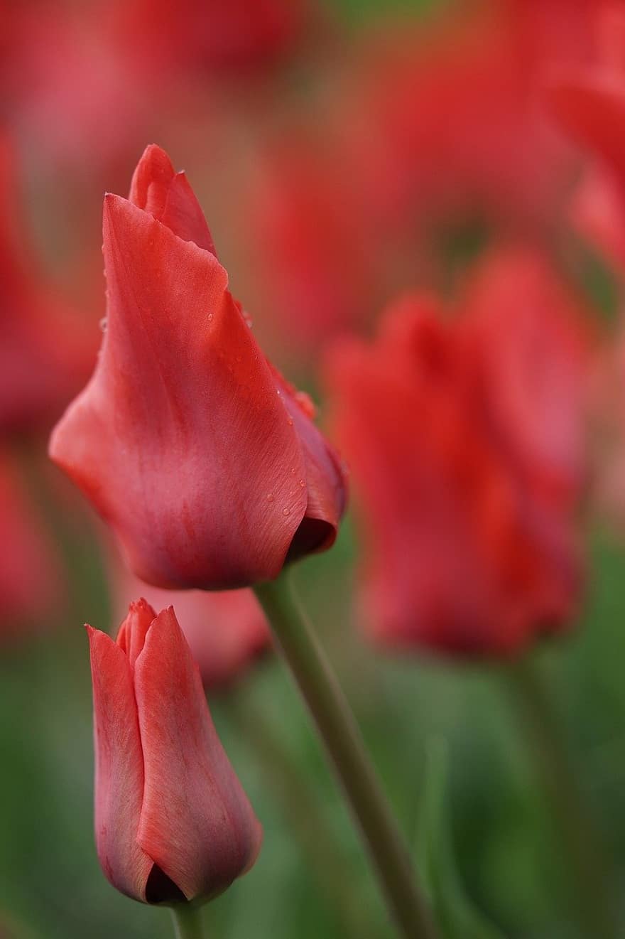 tulipaner, røde tulipaner, blomster, kronblade, røde kronblade, flor, blomstre, forår blomster, blomstrende blomster, flora, planter