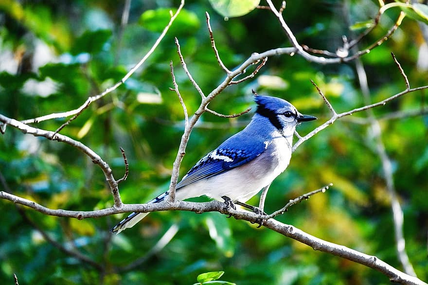 mėlyna jay, paukštis, sėdi, gyvūnas, plunksnos, snapas, sąskaitą, paukščių stebėjimas, ornitologija, gyvūnų pasaulį, pobūdį