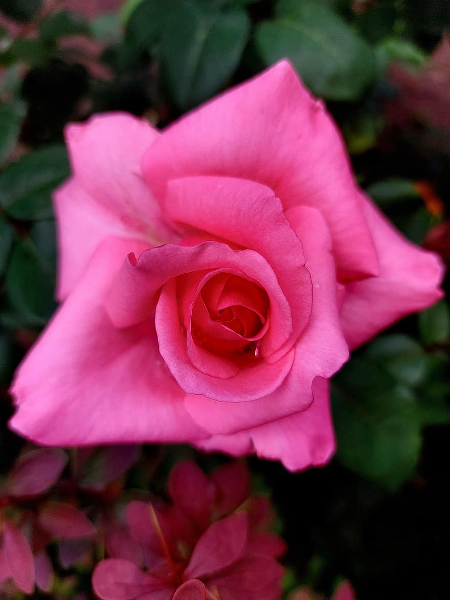 Rose, blomst, plante, pink rose, kronblade, flor, flora, natur, forår, have