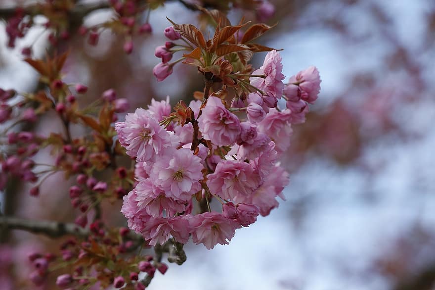 třešňové květy, sakura, růžové květy, Příroda, květy, jaro, kvetoucí větev, detail, květ, rostlina, list