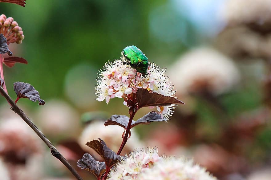 Beetle, Emerald, Blossom, Bloom, Flower, Pink, Nature
