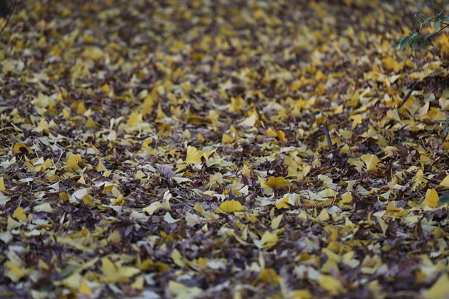 листья гинкго, падать, осенние листья, осень, Осенние листья, Осень в Южной Корее