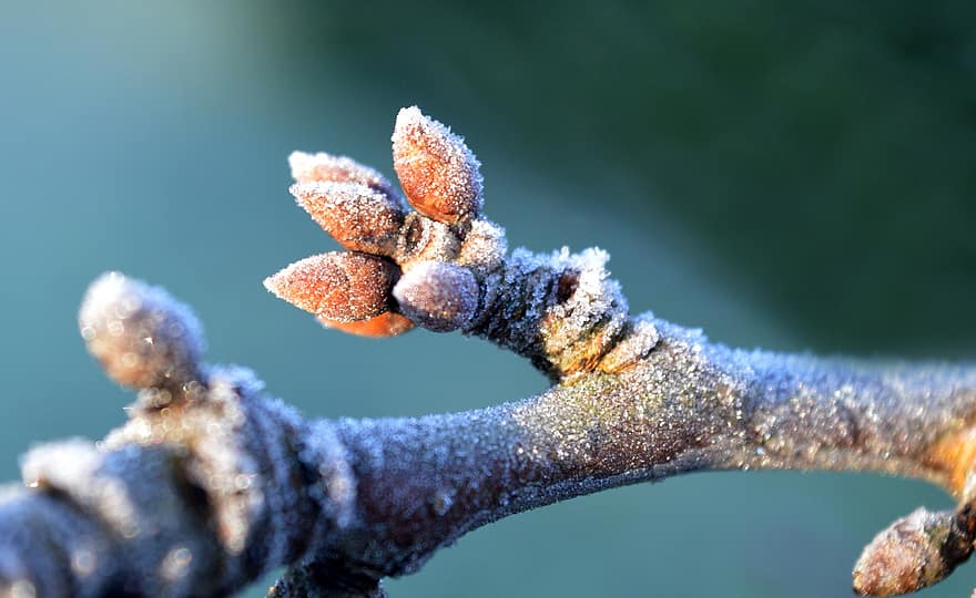 ramo, brina, freddo, germoglio, congelato, invernale, albero, natura, magia invernale, boccioli di melo, inverno