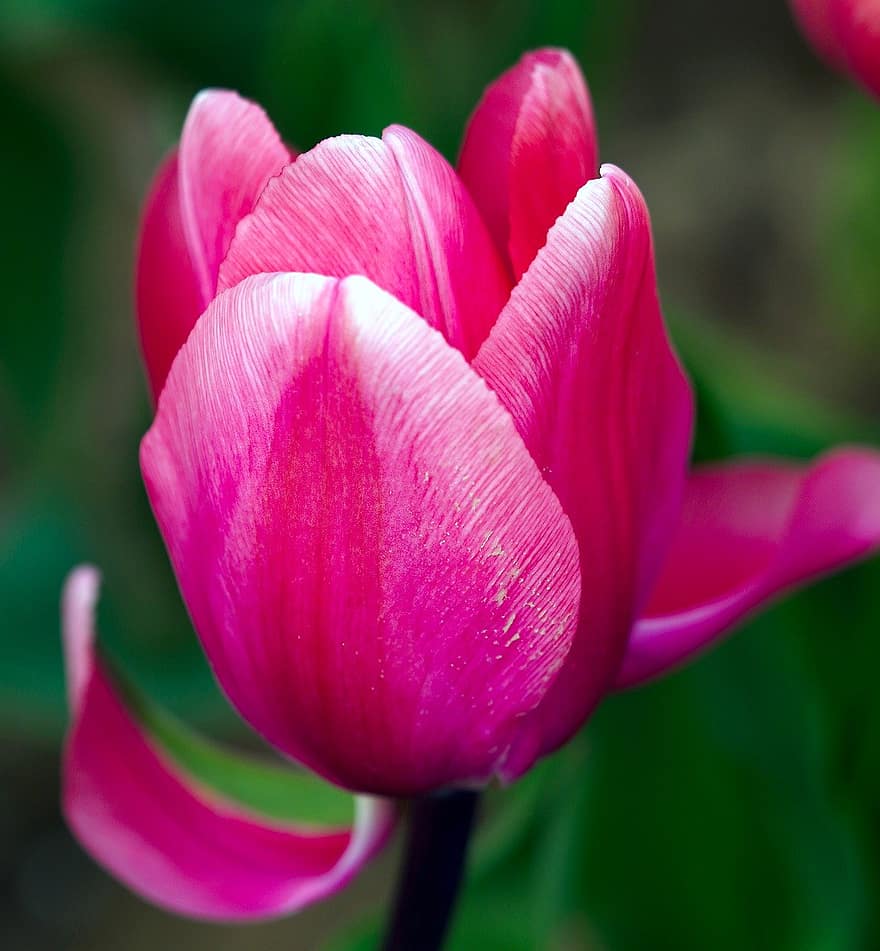 tulipán, flor, planta, flor rosa, pétalos, floración, primavera, flora, naturaleza
