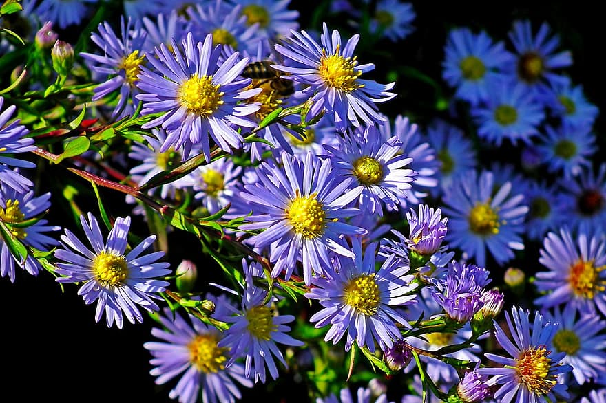 aster, bunga-bunga, taman, kelopak, bunga ungu, kelopak ungu, berkembang, mekar, flora, tanaman