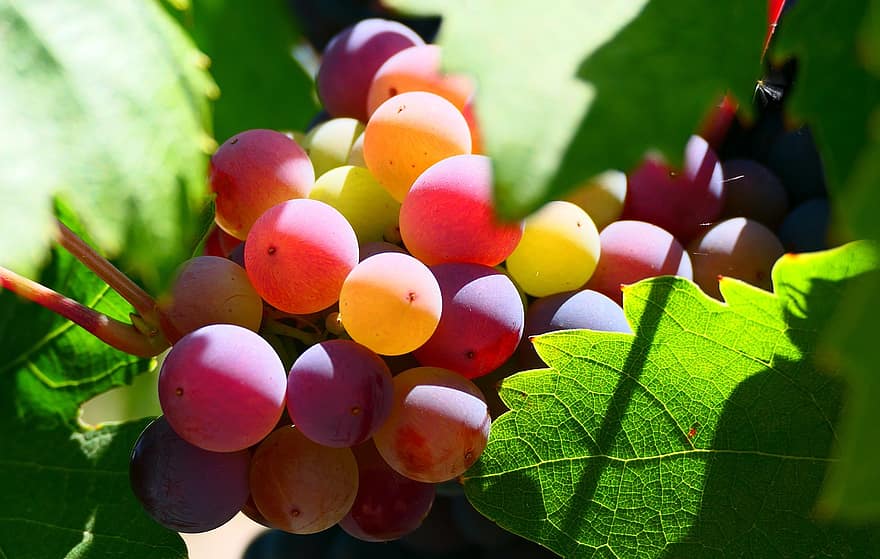 fruit, druiven, oogst, wijngaard, bladeren