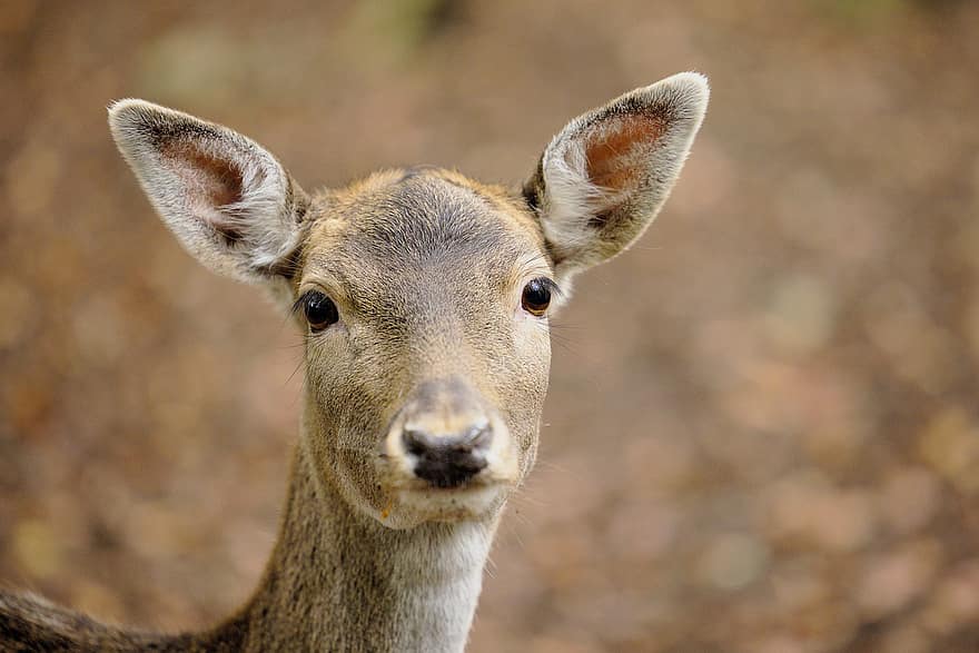 Deer, Roe, Animal, Roe Deer, Ruminant, Mammal, Portrait, Deer Portrait, Animal Photography, Cervidae, Wild