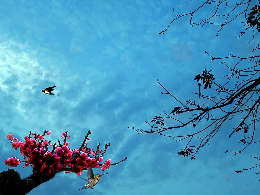 Flowers, Sky, Tree, Peach Blossom, Clouds, Bird, Eventide