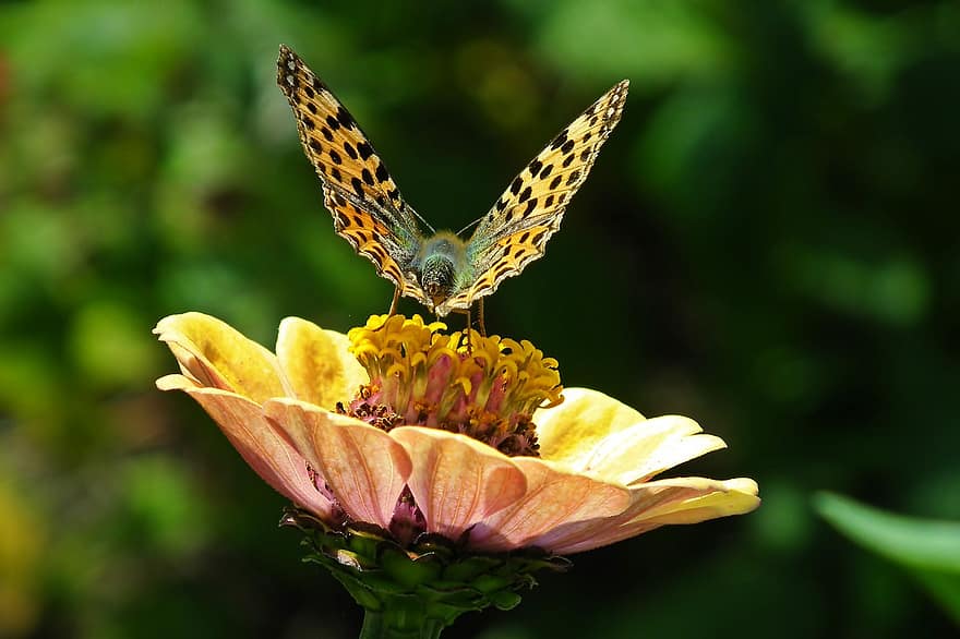 Butterfly, Zinnia, Flower, Fritillary, Insect, Animal, Pollination, Plant, Garden, Nature