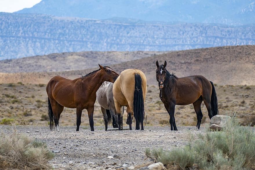 cai, cai sălbatici, arid peisaj, natură, cal, animal, în aer liber, mamifer, fermă, armăsar, rural