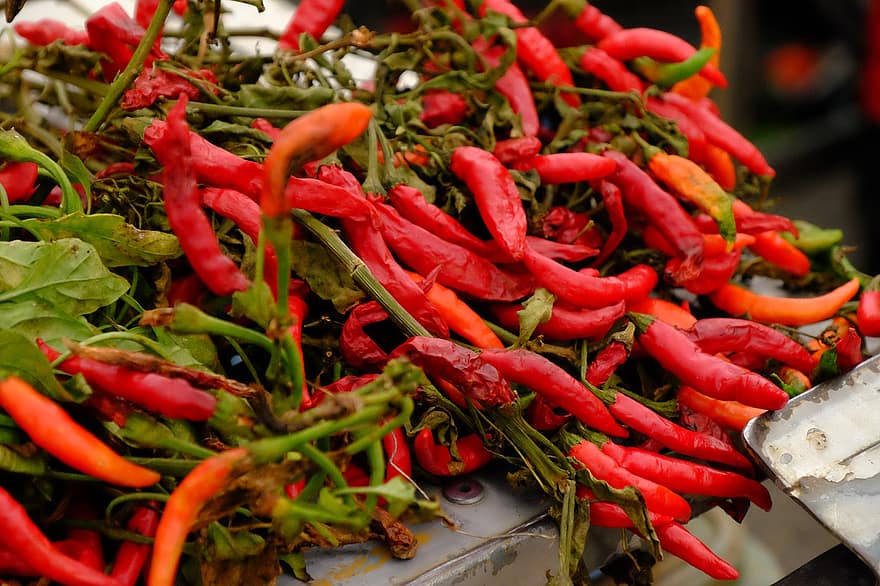 Fruit, Chili, Spicy, Hot, freshness, vegetable, food, close-up, spice, heat, temperature