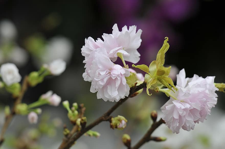 zieds, ķiršu ziedi, Japāna, zied, pavasarī, tuvplāns, augu, ziedlapiņa, ziedu galva, lapas, vasarā