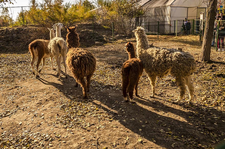 llamas, των ζώων, θηλαστικά, ζωικού κόσμου, μαλλί, αγρόκτημα, γούνα, ζωγραφική φωτογραφία, άγρια ​​ζωή