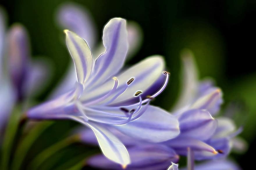 ungu, putih, bersinar, bunga bakung