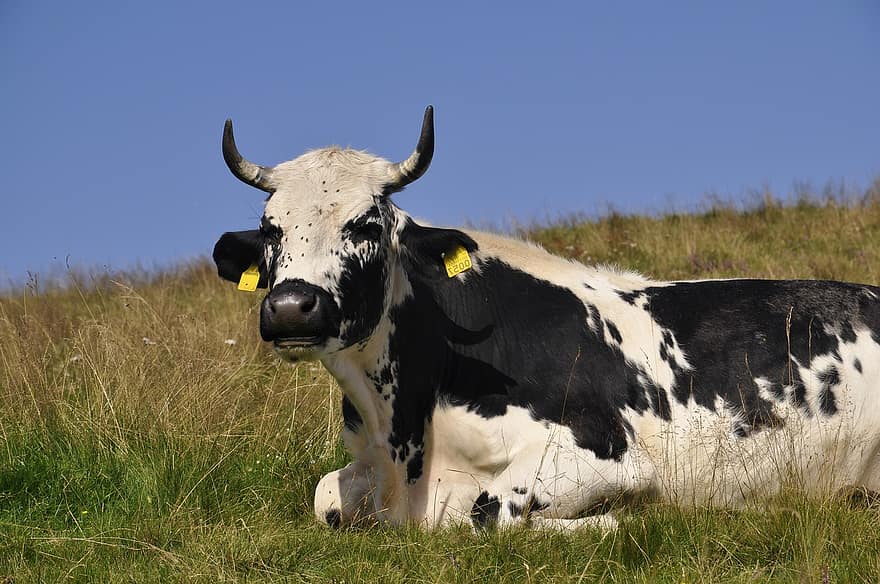 thú vật, con bò, động vật có vú, loài, động vật, chăn nuôi, cỏ, nông trại, cảnh nông thôn, đồng cỏ, gia súc