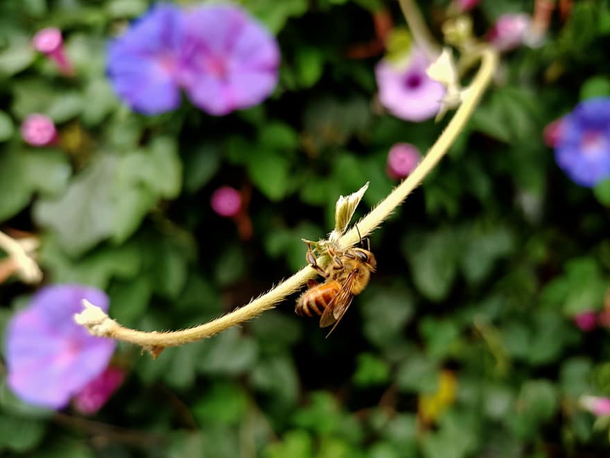 пчела, насекомо, цвете, сутрешна слава, природа, едър план, растение, макро, лято, зелен цвят, жълт