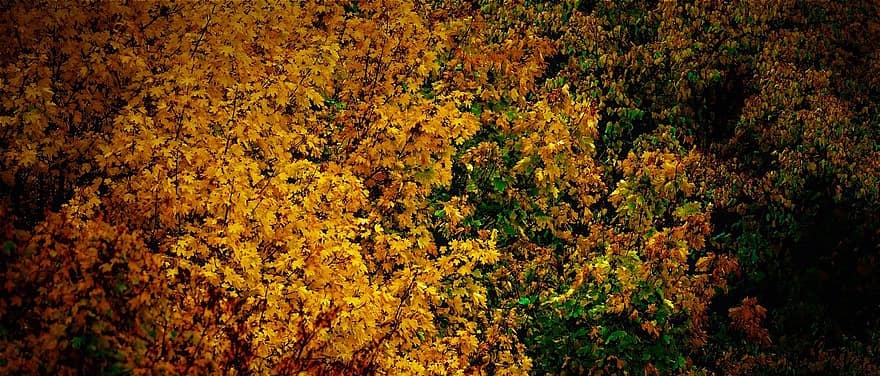 otoño, hojas, hojas coloridas, octubre dorado, temporada, Amarillo anaranjado verde, fondo, modelo, arboles, estructura, naturaleza