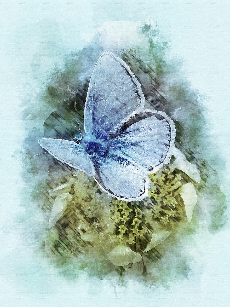 метелик, комаха, тварина, квітка, Рослина, природи, пилок, libar, блакитна метелик, блавета, polyommatus icarus