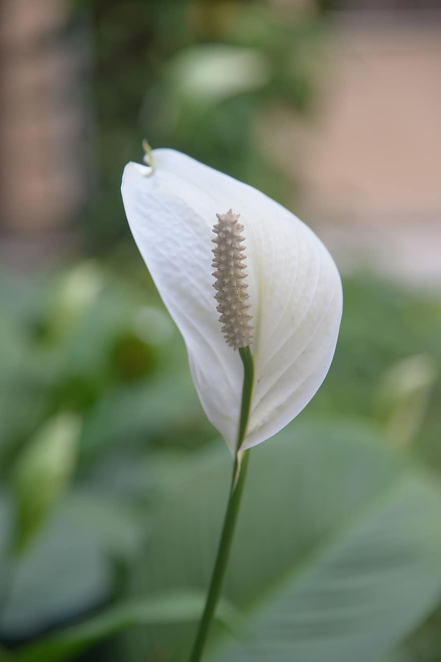 pokojowa Lilia, kwiat, roślina, Spatka Kwiat, biały kwiat, płatek, spadix, araceae, ogród, Natura