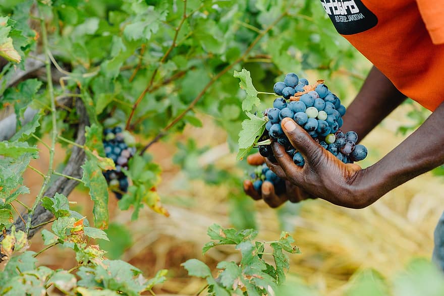 Grapes, Harvesting, Farmer, Worker, Person, Harvest, Fruit, Vineyard, Plantation, Farming, Farmland