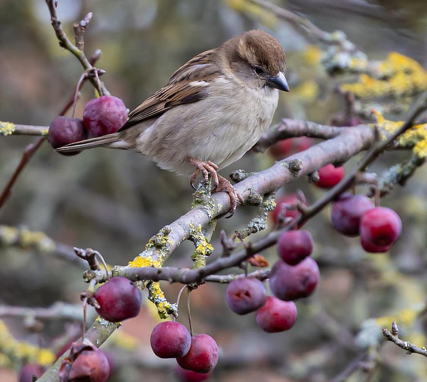 Sparrow, Branch, Berries, Perched, Bird, Hedge Sparrow, Animal, Female Sparrow, Songbird, Garden Bird, Wildlife