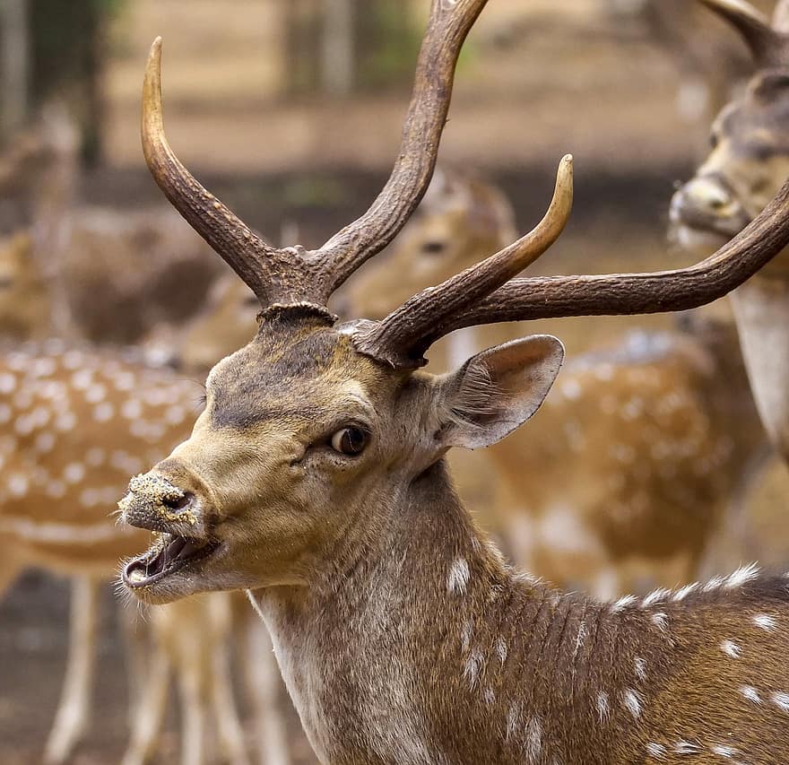 Chital, pettyes szarvas, Chital Deer, tengely szarvas, szarvas, cervidae, vadvilág, állatok, vadon élő állatok, állati fej, erdő