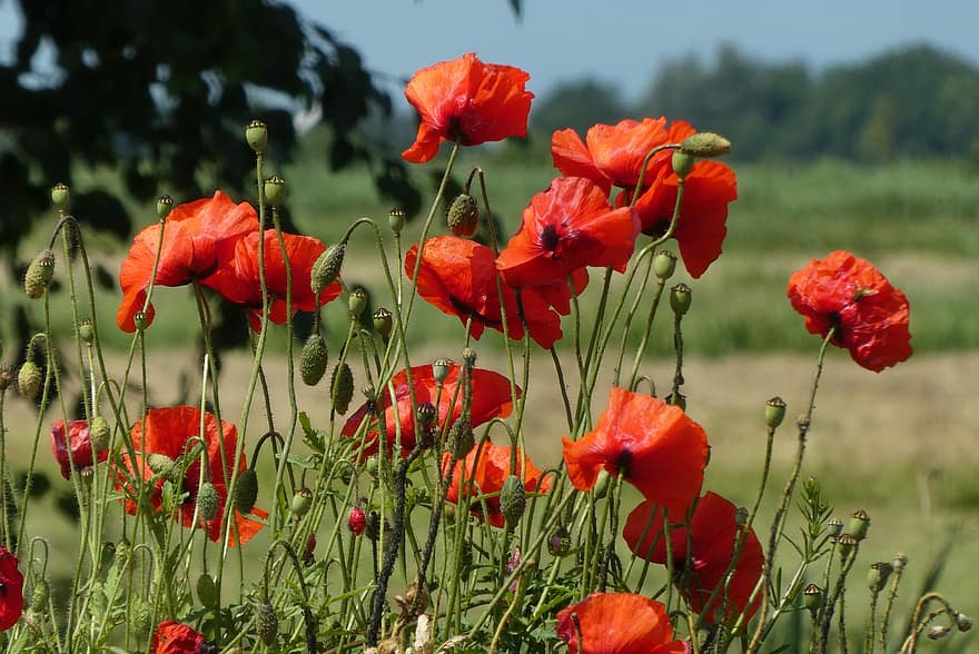 Poppy, Blossom, Red, Flower, Vegetable, Bloom, Summer, Flowers, Field, Colorful, Meadow