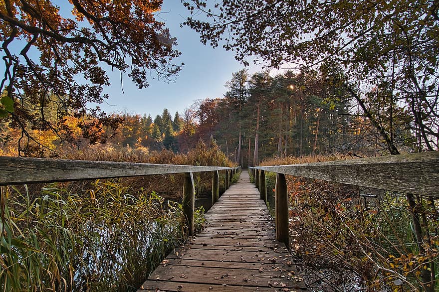 naturaleza, otoño, puente, paseo marítimo, bosque, camino, sendero, temporada