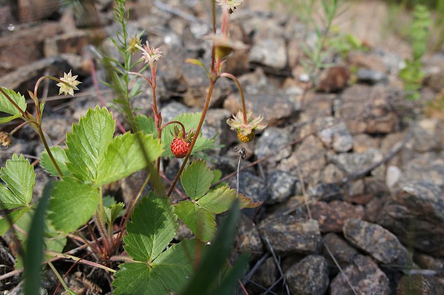 Wild Strawberry, Stone, Crushed Stone, Flower, Summer, Berry, Red, Green, Wild, Nature, Flora