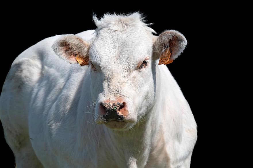 ko, djur-, boskap, vit ko, tjur, däggdjur, bovin, mjölkko, mjölkboskap, närbild